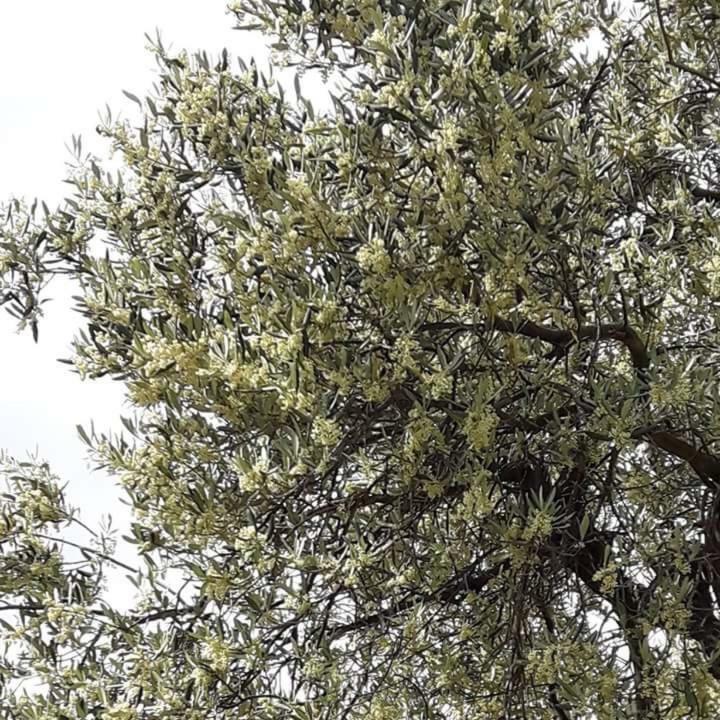 Apartmani Maslina Žuljana المظهر الخارجي الصورة
